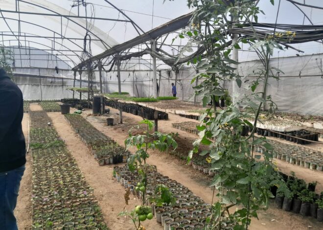 Gazans Want to Rebuild Food Systems. Israel Isn’t Letting Them.