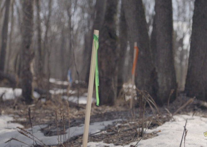 Line 5 Pipeline Reroute Endangers Maple Trees and Native Lifeways