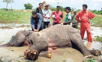 Wildlife & Landmines: The Lasting Legacy of Passive Weapons