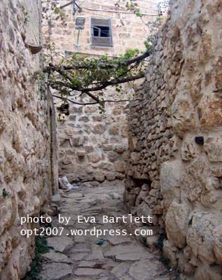 Israeli colonists destroy olive trees in Deir Istiya, a Palestinian village southwest of Nablus