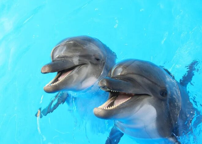 I don’t wish to alarm you, but Fox News says Iran has “kamikaze dolphins” strapped with explosive vests