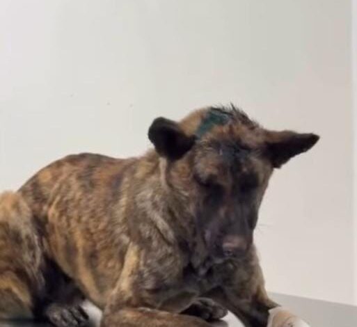 Lucy the dog reported to be stable following a vicious attack by an illegal Israeli squatter.