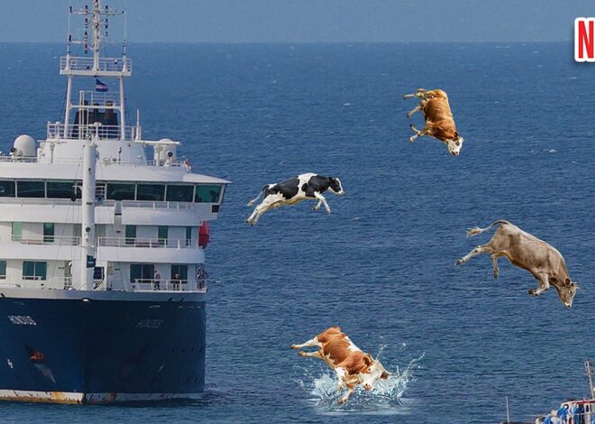 Throwing Sacred Cows Off Hantavirus Cruise Ships