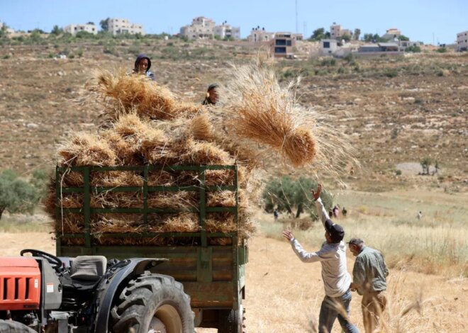 Tales of the Palestinian Wheat Sheaves: When a Harvest Turns to Ash – Middle East Monitor