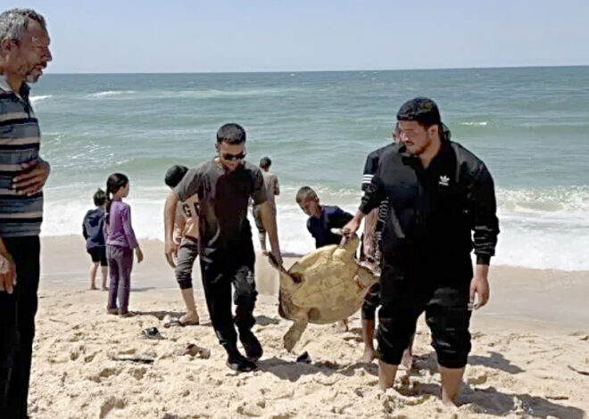 The Displacement of Gaza and Her Wildlife