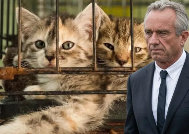 Lawsuit Reveals “Cruel” Experiments on Kittens Continue Under Kennedy and Trump