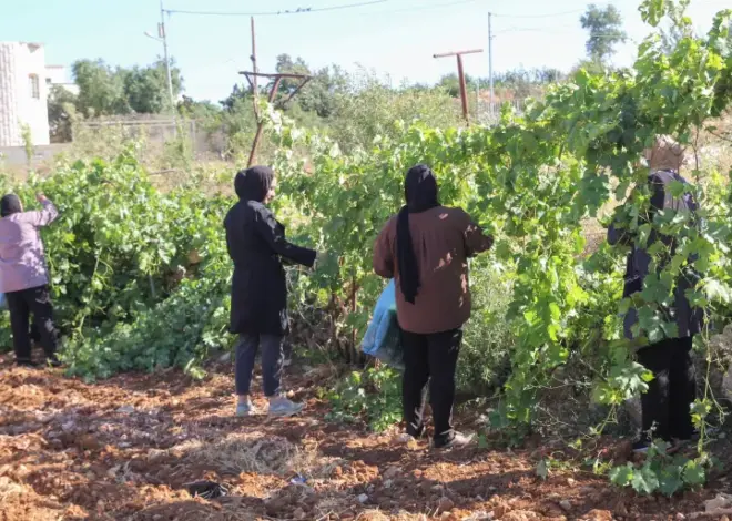 Paradise lost: How Israel is making war on West Bank farmers