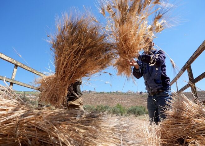 Wheat Harvest Is An Act Of Defiance In The West Bank