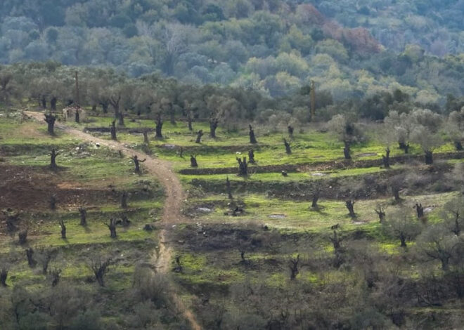 Lebanese Army Accuses Israel of Violating Ceasefire, Firing on Their Position