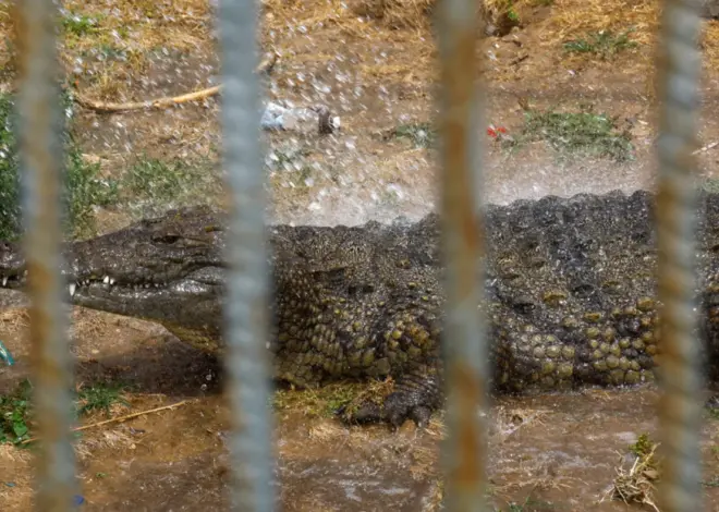 Israel advances crocodile plan to stop prisoners from escaping