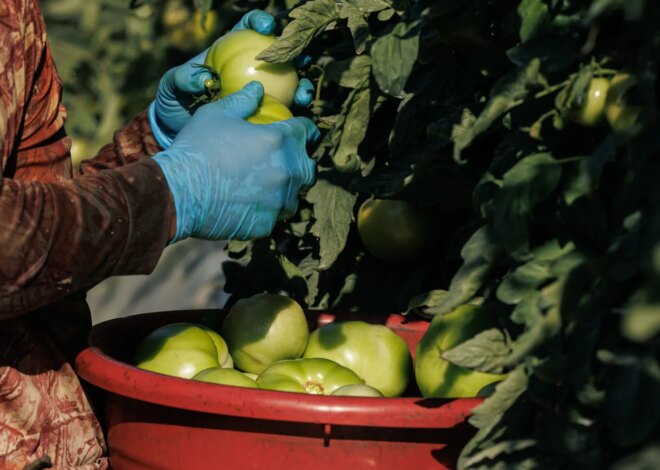 Farmers Want Changes to Make H-2A Visa Program More Favorable to Their Businesses — ProPublica