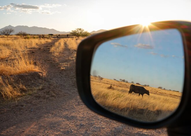 The First Major Overhaul of Public Lands Grazing Regulations in a Generation Looks to Cut Out Public Involvement — ProPublica