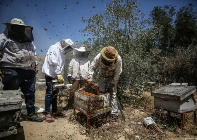 Gaza’s honey industry faces collapse under Israel’s genocide – Middle East Monitor