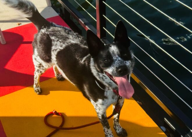 Fostering a Dog for a Family in Housing Transition & Being Saved Myself