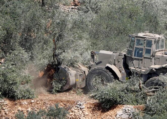 Israel uproots 400 olive trees in occupied West Bank as harvest season approaches – Middle East Monitor