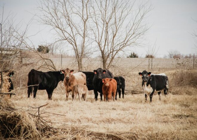 Kansas Says These Feedlots Are The Source Of Pollution But Also Renewed Their Permits.