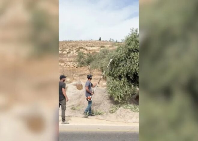 Israeli settlers pick olives from Palestinian-owned trees in West Bank – Middle East Monitor