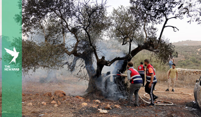 Israeli rabbi rules settlers can steal Palestinian olive harvest