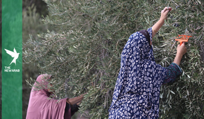 Israeli forces, settlers damage 3,522 West Bank fruit trees