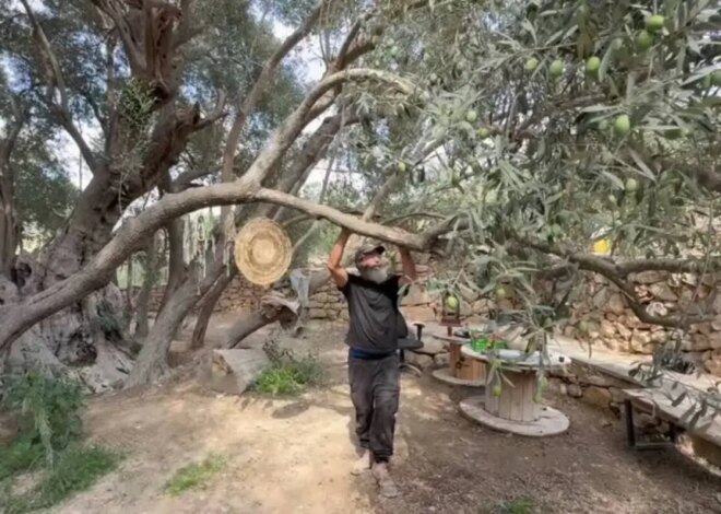 5,500-year-old olive tree continues to thrive in Bethlehem despite drought, conflict – Middle East Monitor