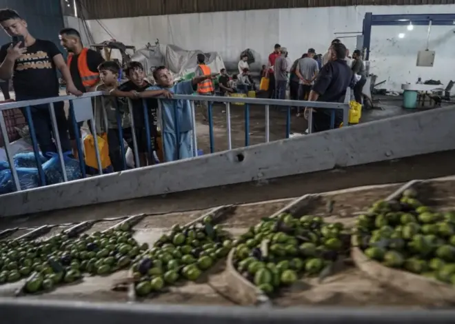 Gaza olive harvest battered by war as production plunges, farmland becomes inaccessible – Middle East Monitor