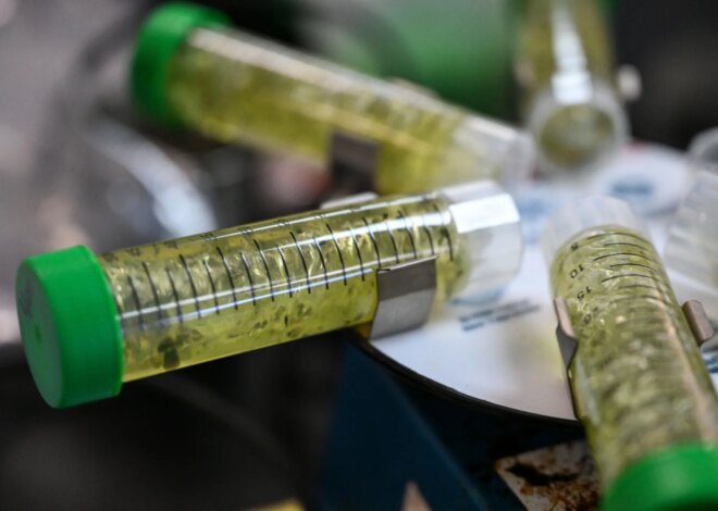 Colorado Marijuana Regulators Failed to Protect Consumers From Potential Contamination, Audit Finds — ProPublica