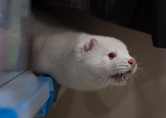 Bird Flu Is Raging on a Mink Farm. It Could Spark a Human Pandemic, Experts Say, but Officials Won’t Act. — ProPublica