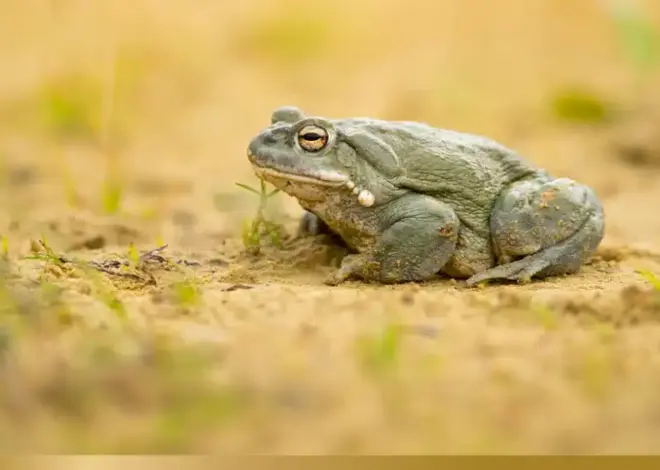 Psychedelic Toad Venom to Solve the Capitalist Crisis!