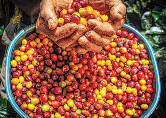 SRI spinout Wingsure launches coffee farm intelligence platform
