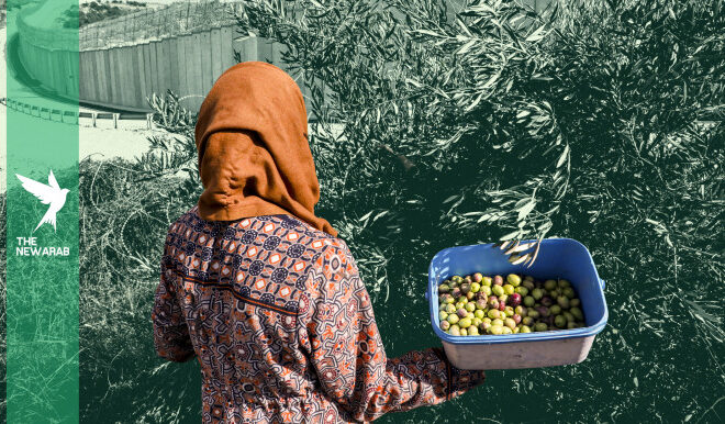 How settler violence is devastating the West Bank olive harvest