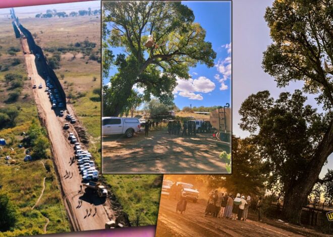 Historic Trees Demolished, Land Defenders Arrested and New Treesit at US-Mexico Border